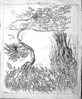 Antique Old Print Large Rare Nature Plants Botany Plantes Desert Egypte Nubie