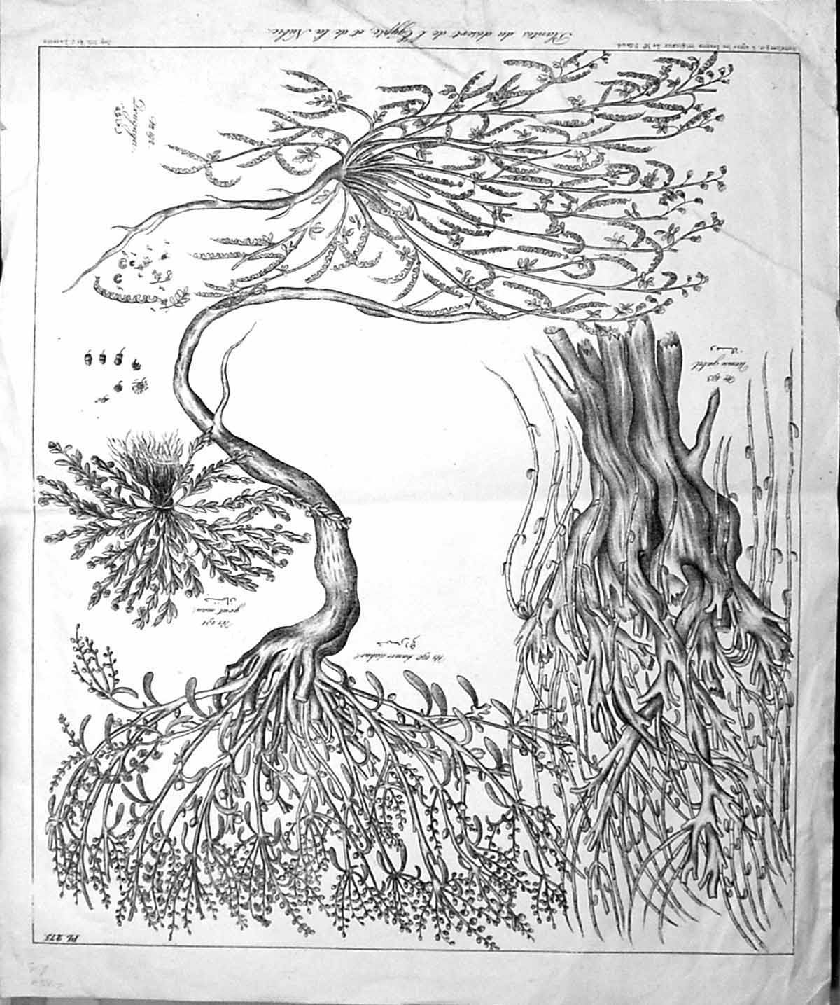 Antique Old Print Large Rare Nature Plants Botany Plantes Desert Egypte Nubie