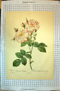 Antique Old Print Colour Flowers Rosa Rosier Damascena Lancastre Variegata