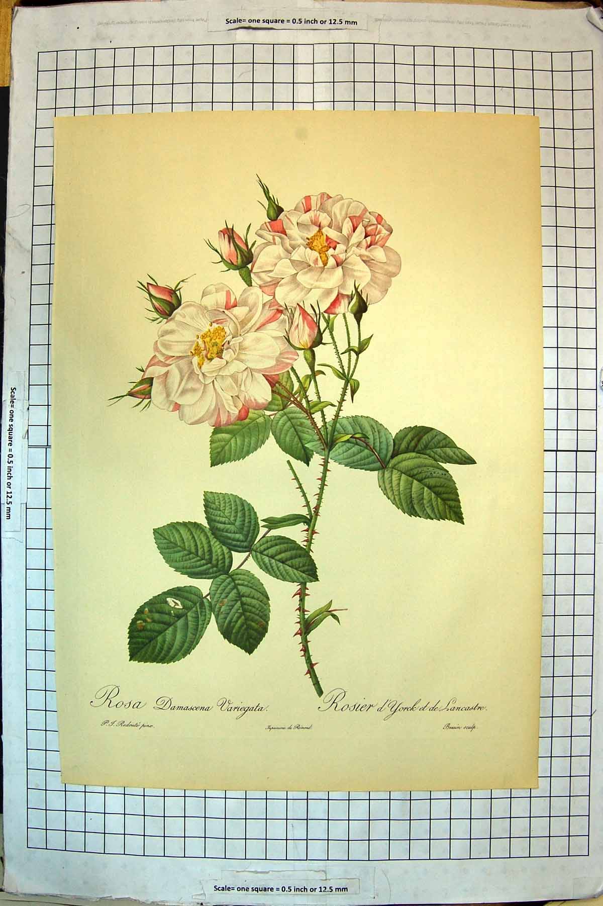Antique Old Print Colour Flowers Rosa Rosier Damascena Lancastre Variegata