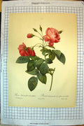 Original Old Antique Print Colour Flowers Rosa Reclinata Rosier Boutons Penches