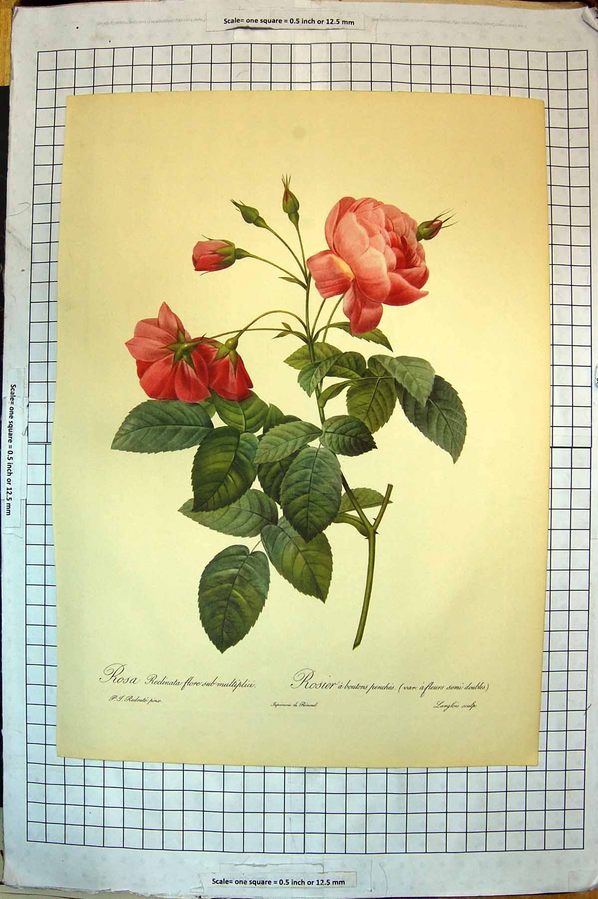 Original Old Antique Print Colour Flowers Rosa Reclinata Rosier Boutons Penches