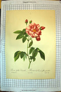 Old Antique Print Colour Flowers Rosa Gallica Versicolor France Panachees
