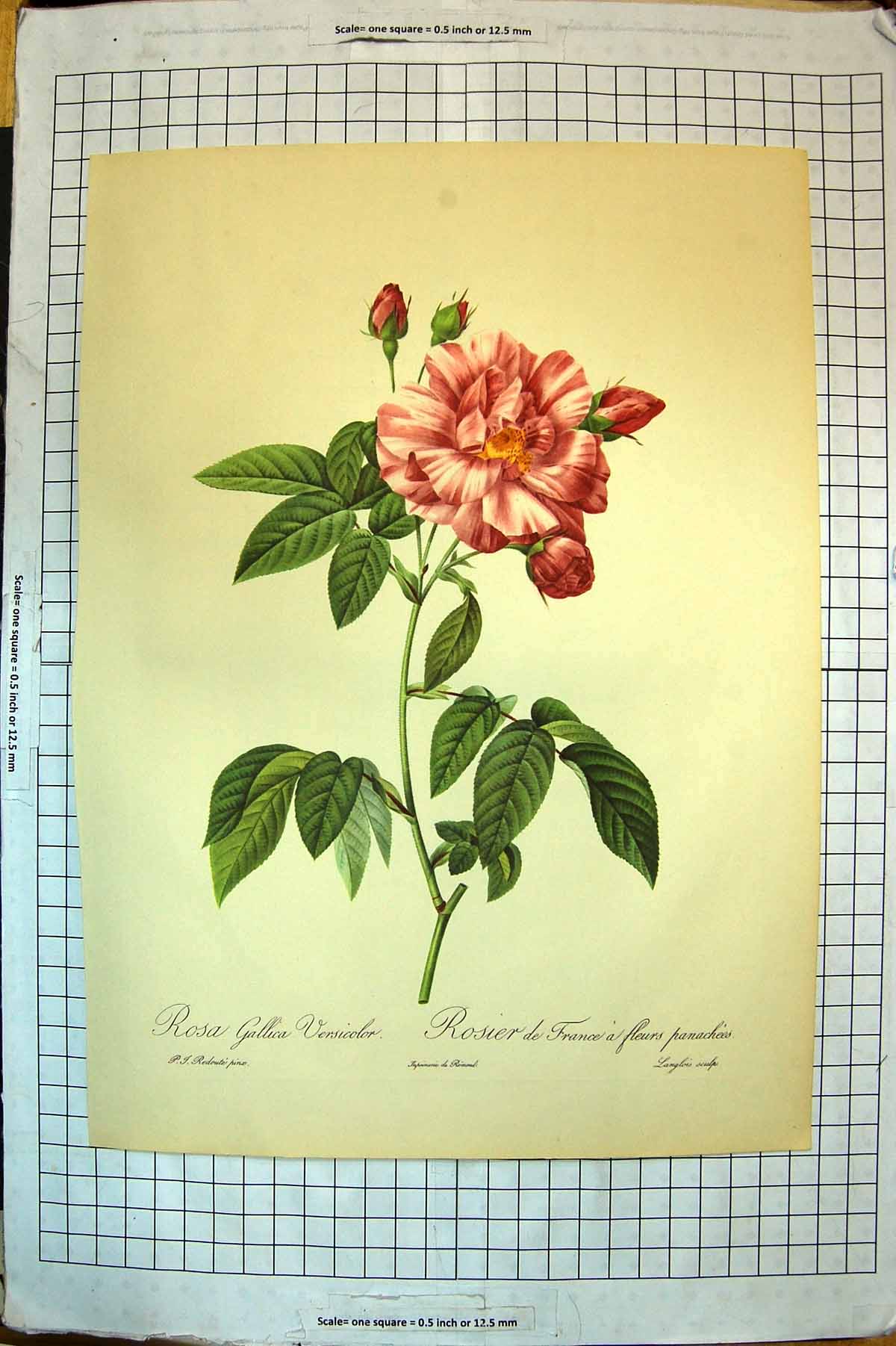 Old Antique Print Colour Flowers Rosa Gallica Versicolor France Panachees