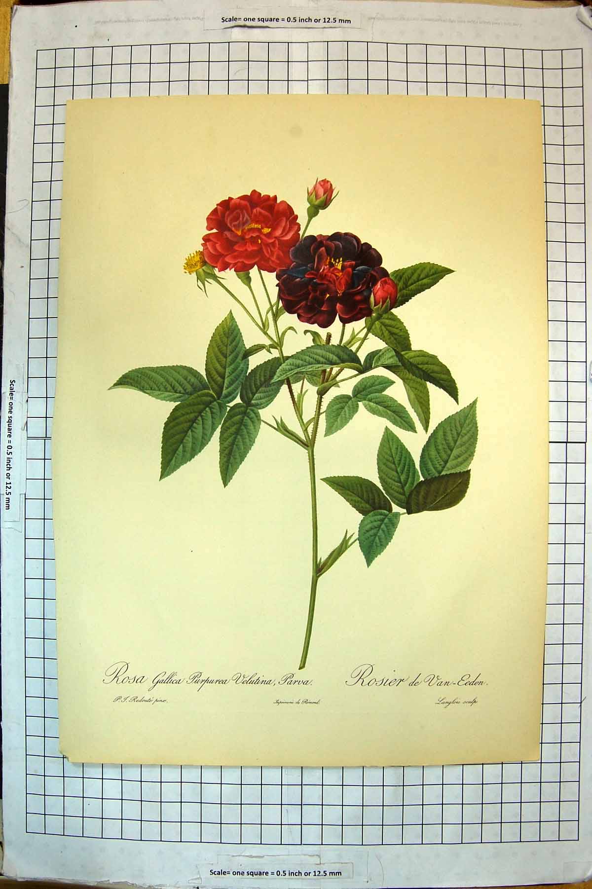 Antique Print Colour Rosa Flowers Gallica Purpurea Velutina Parva Van-Eden