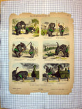 Original Old Antique Print Colour Elephants Comedy Nets Railway Train