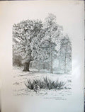 Old Oak Quercus Robur Betula Alba Birch Trees Art Journal 1908 Edward 20th