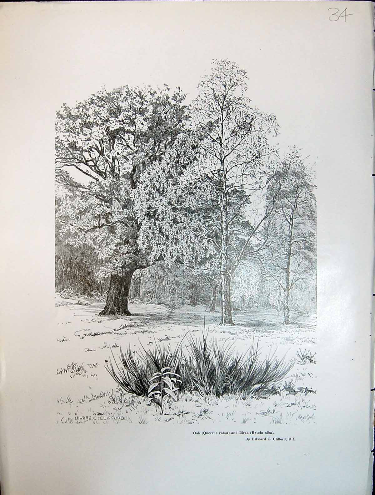 Old Oak Quercus Robur Betula Alba Birch Trees Art Journal 1908 Edward 20th