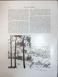 Old Art Journal 1908 Scots Pine Trees Pinus Sylvestris Edward Cliffor 20th