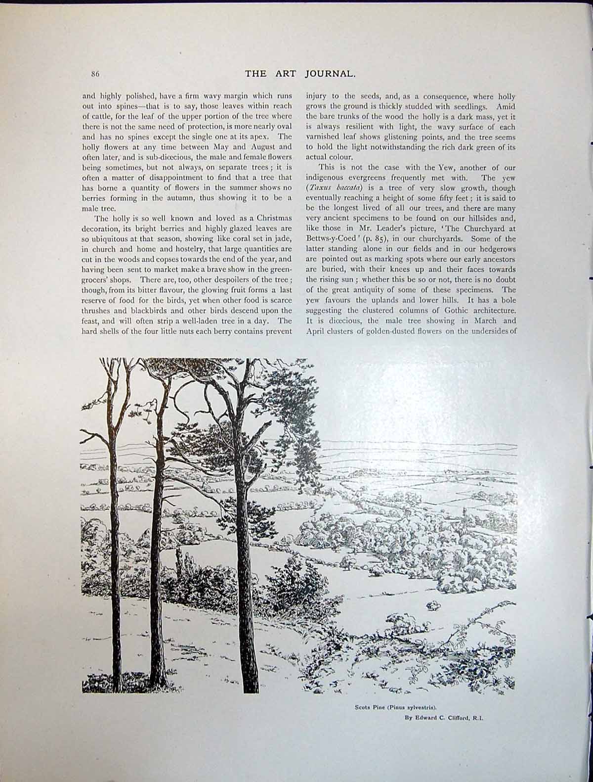Old Art Journal 1908 Scots Pine Trees Pinus Sylvestris Edward Cliffor 20th