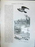 Old Art Journal 1908 Kestrel Wind-Hover Bird Prey Clifford Box Trees 20th