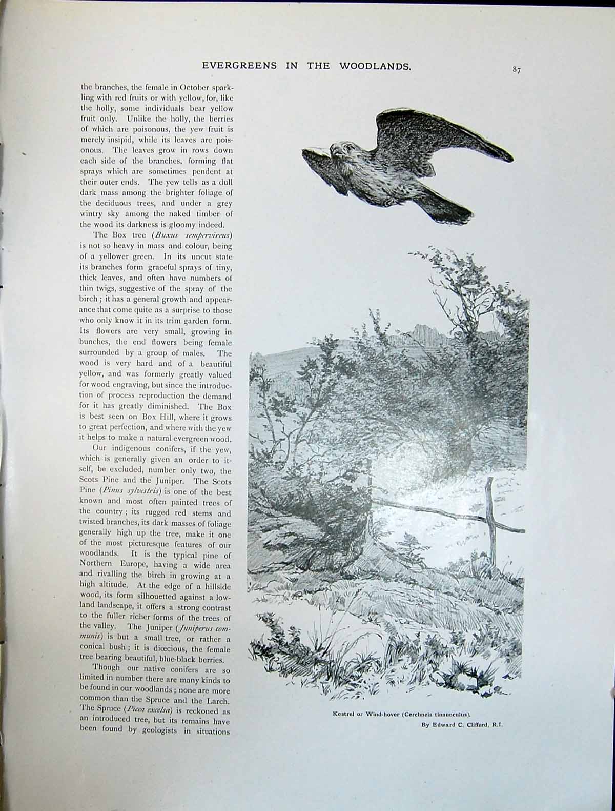 Old Art Journal 1908 Kestrel Wind-Hover Bird Prey Clifford Box Trees 20th