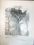 Old Art Journal 1908 Ivy Sweet Chestnut Tree Elm Ulmus Campestris Edw 20th