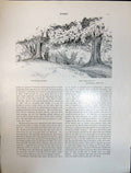 Old Art Journal 1908 Beech Tree Clifford View Omval Amsterdam Rembran 20th
