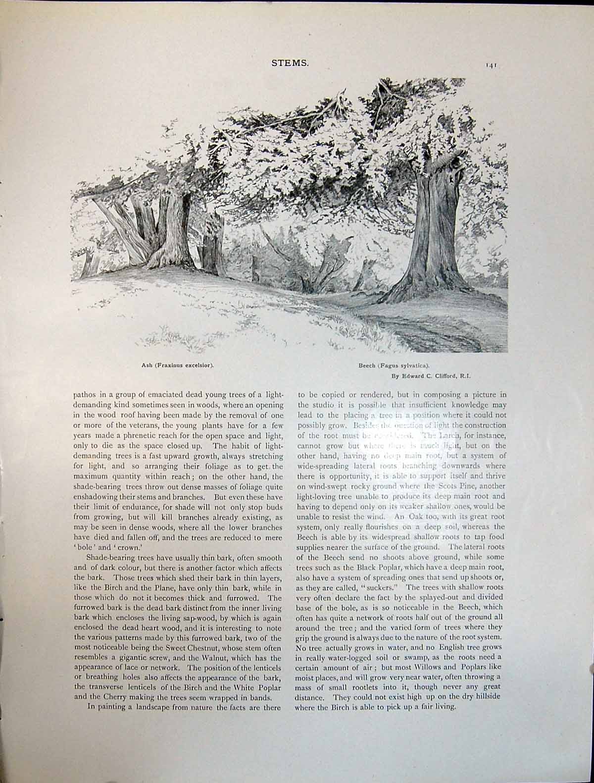 Old Art Journal 1908 Beech Tree Clifford View Omval Amsterdam Rembran 20th