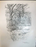 Old Print Art Journal 1908 Edge The Wood Trees Clifford Docks Cow Parsle 20th