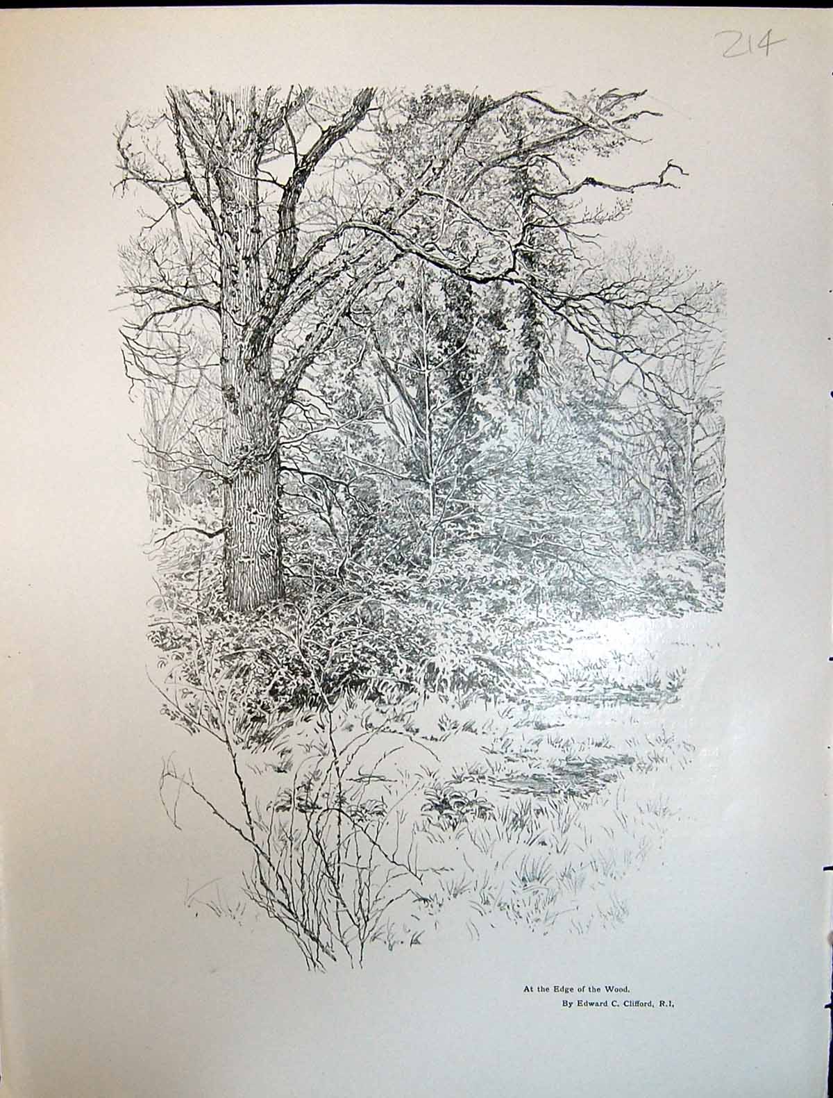 Old Print Art Journal 1908 Edge The Wood Trees Clifford Docks Cow Parsle 20th
