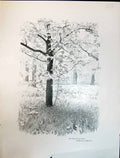 Old Art Journal 1908 Bird Cherry Tree Prunus Padus Clifford Scene Woo 20th
