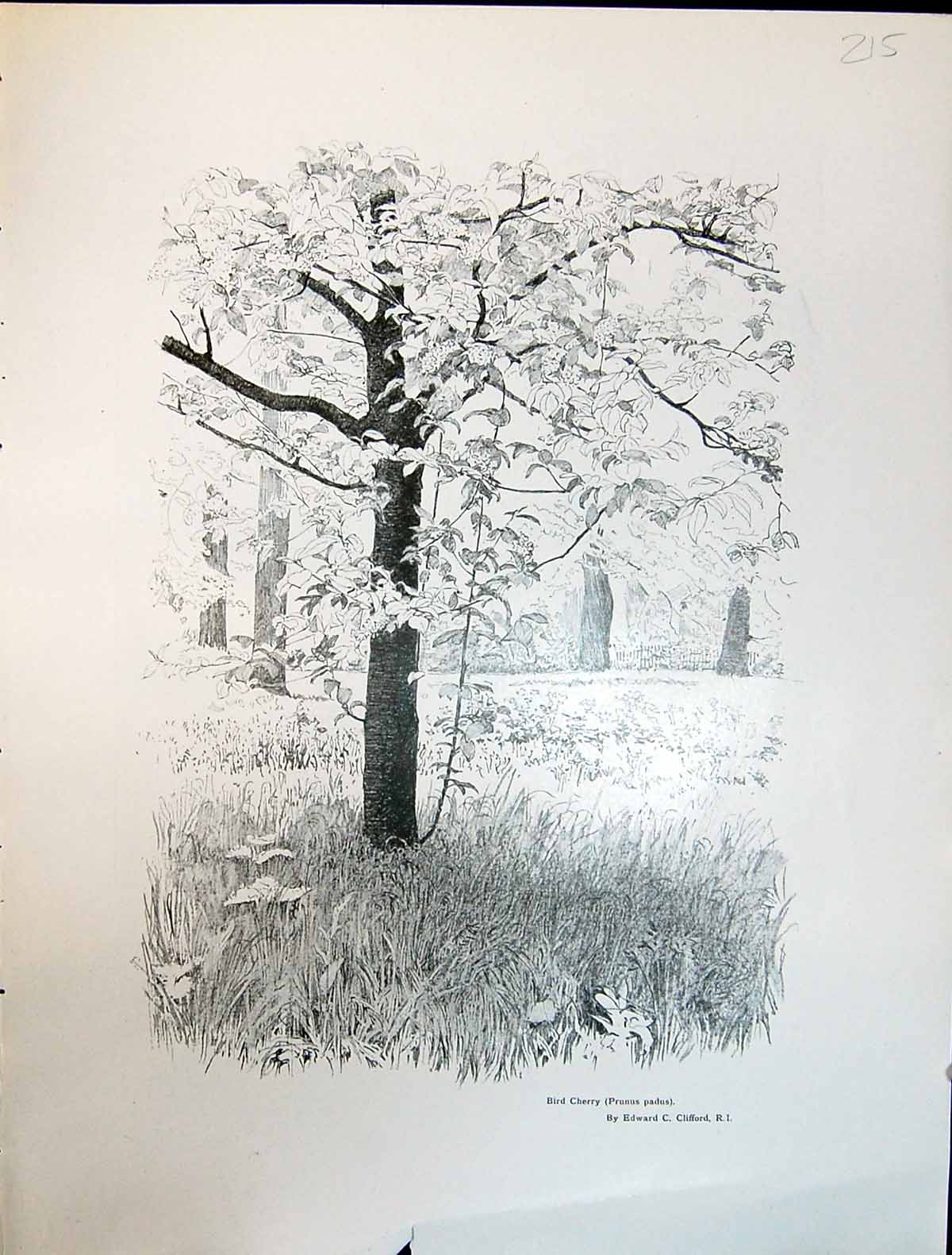 Old Art Journal 1908 Bird Cherry Tree Prunus Padus Clifford Scene Woo 20th