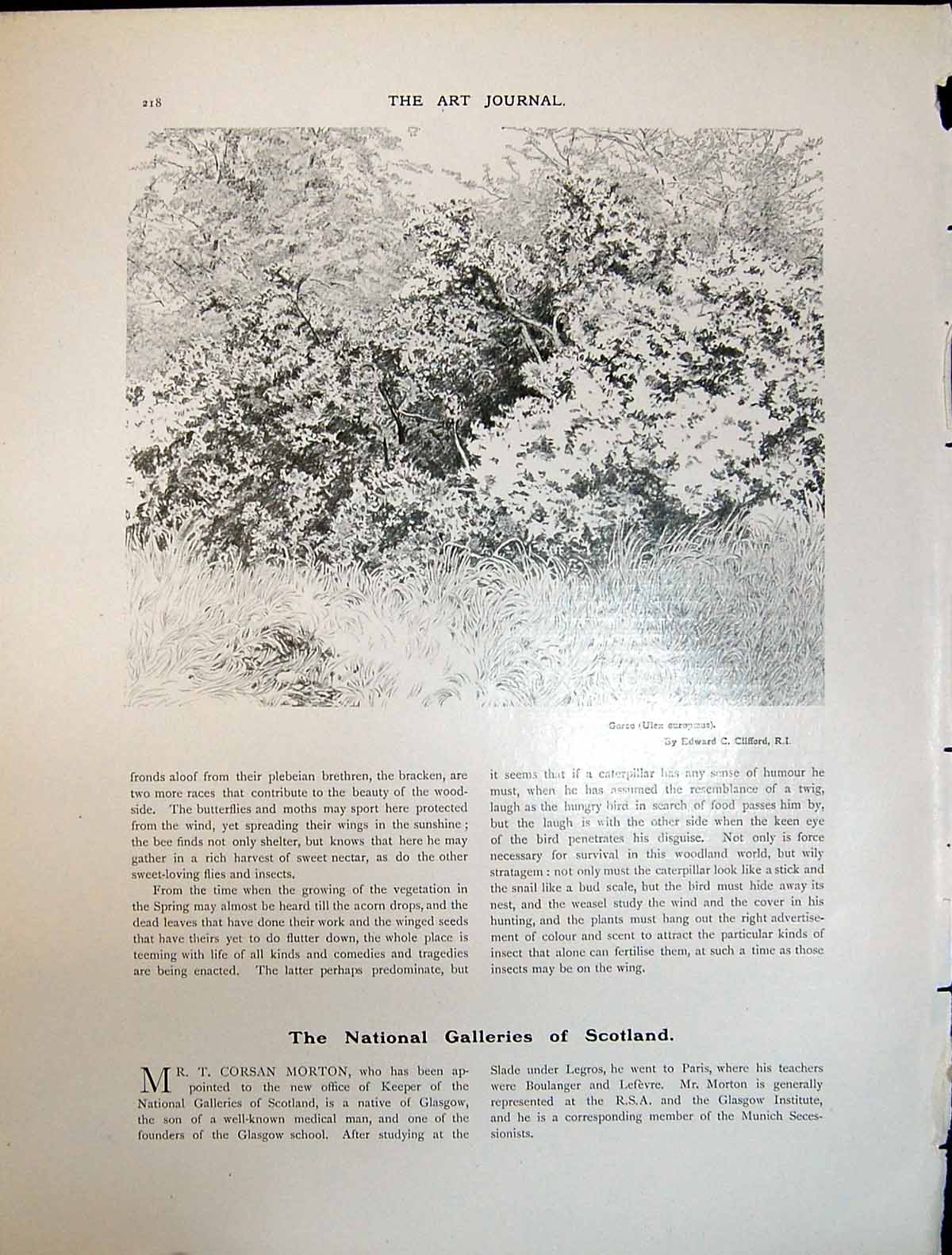 Old Art Journal 1908 Gorse Hedges Trees Countryside Ulex Europaeus Cl 20th
