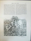 Old Art Journal 1908 Meadow Sweet Flowers Clifford Waterweeds River P 20th