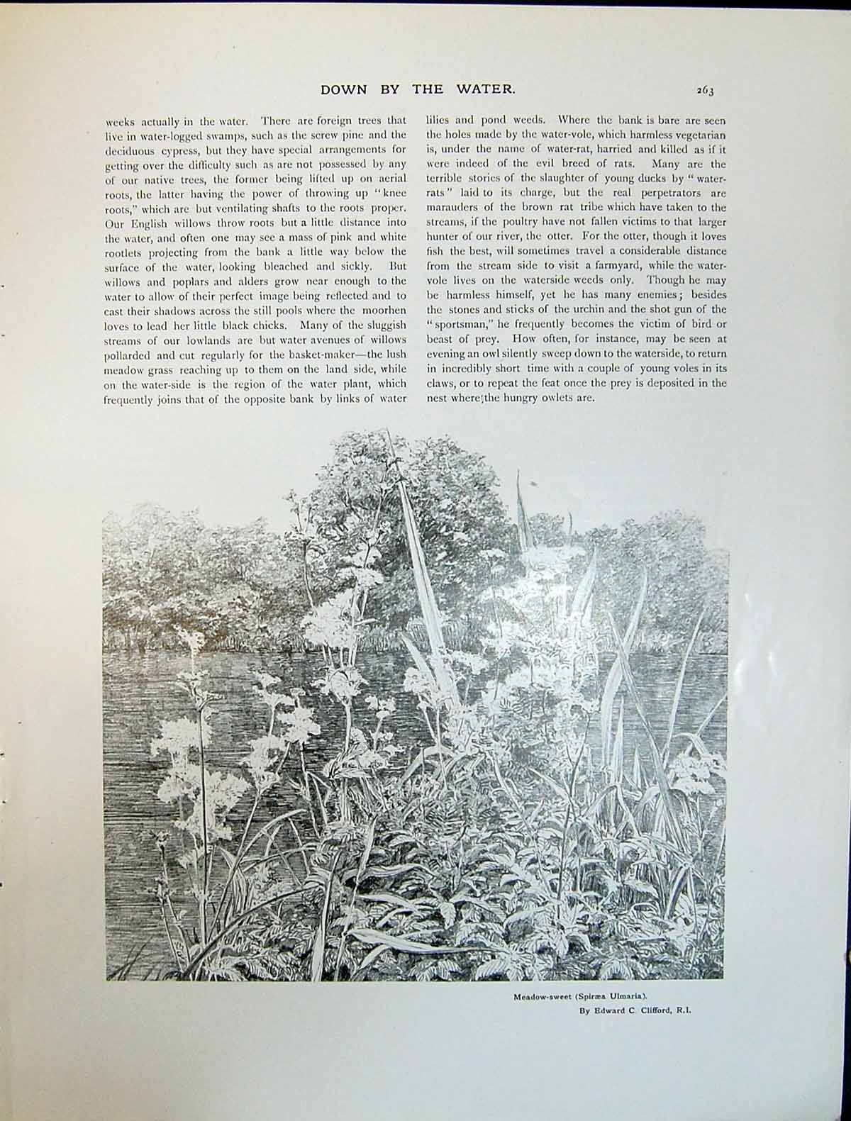 Old Art Journal 1908 Meadow Sweet Flowers Clifford Waterweeds River P 20th