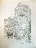 Old Art Journal 1908 Scene Down By The Water Trees Plants Edward Clif 20th