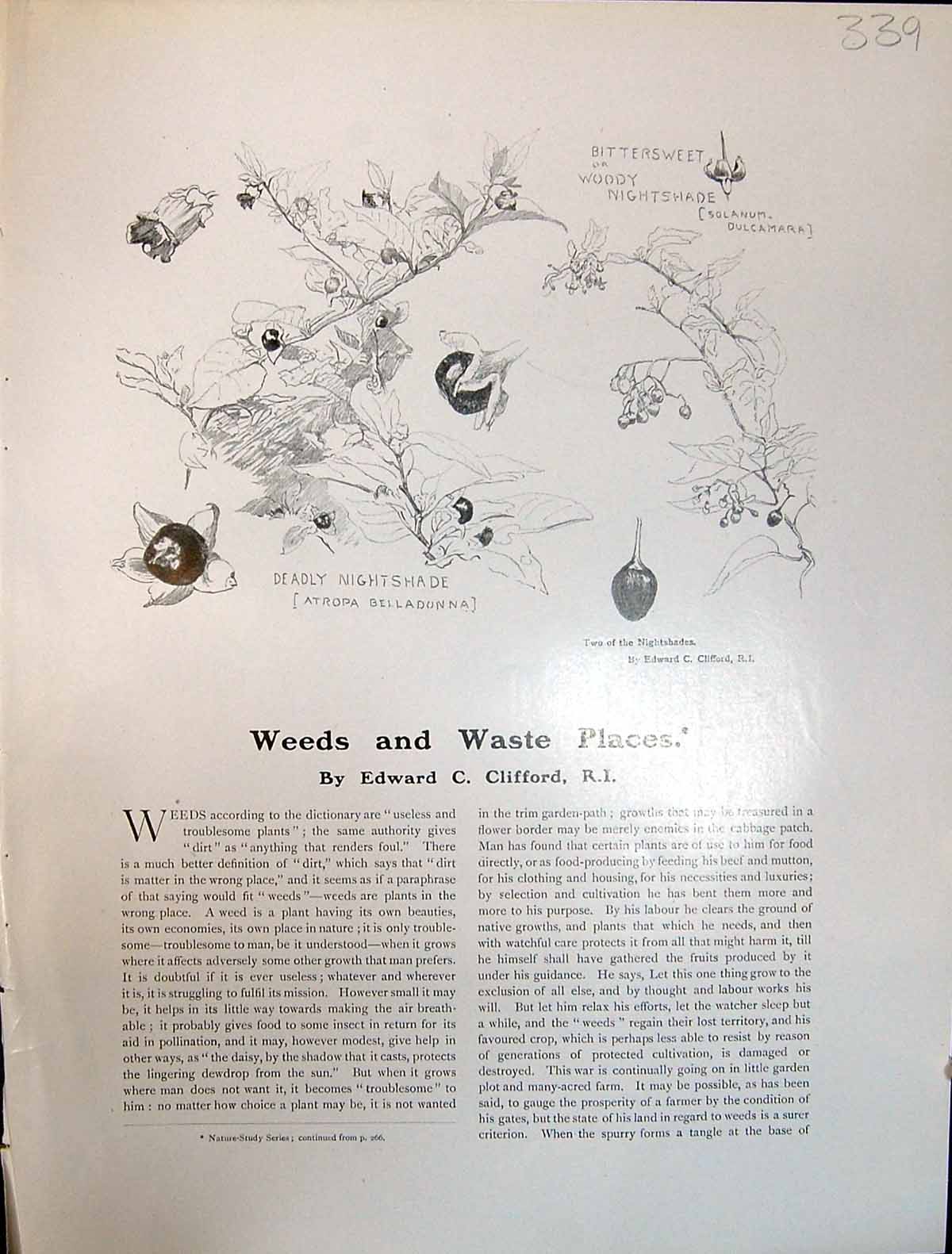 Old Art Journal 1908 Weeds Waste Places Edward Clifford Nightshades O 20th