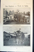 Old Elephant Working India Picking Up Carrying Beam Trunk Tusks 1903 20th