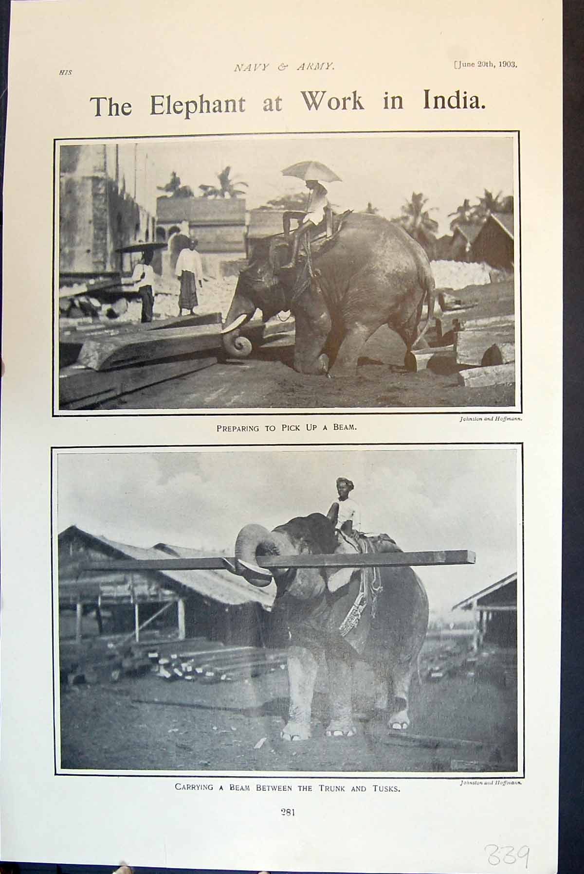Old Elephant Working India Picking Up Carrying Beam Trunk Tusks 1903 20th