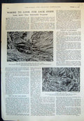 Antique Old Print Where Look Jack Snipe Nest Marsh Elephants Work Burma 1933