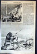 Original Old Antique Print Mrs Seacoals Crimean Hotel Hound Wounded Grouse 1855