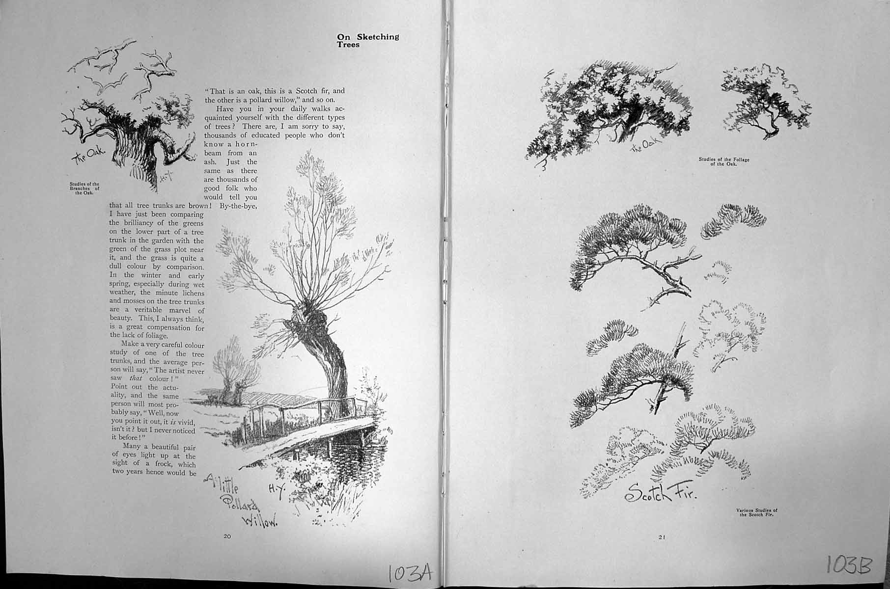 Old Hayward Young Sketch C1912 Trees Poplars Scotch Fir Oak Elms Beec 20th