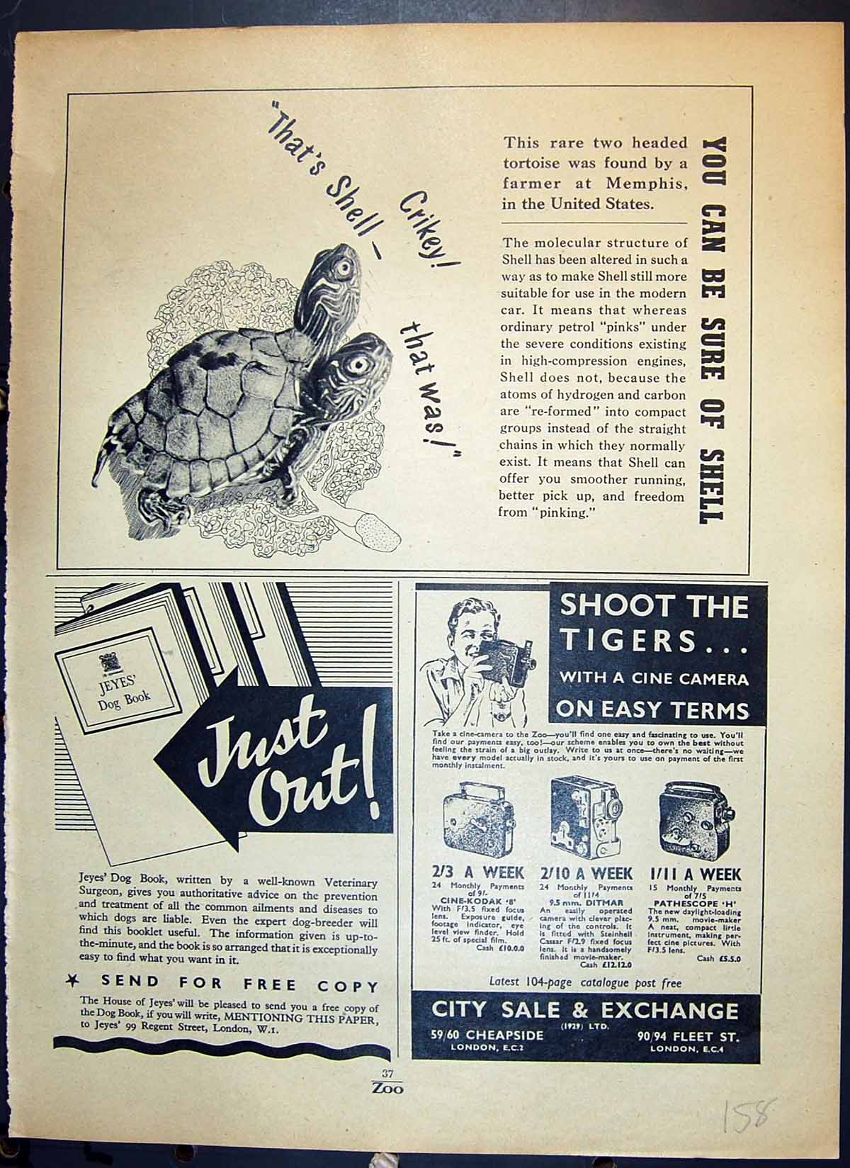 Old Shell Jeye'S Dog Book City Sale Camera Frances Pitt Bird Halcyon