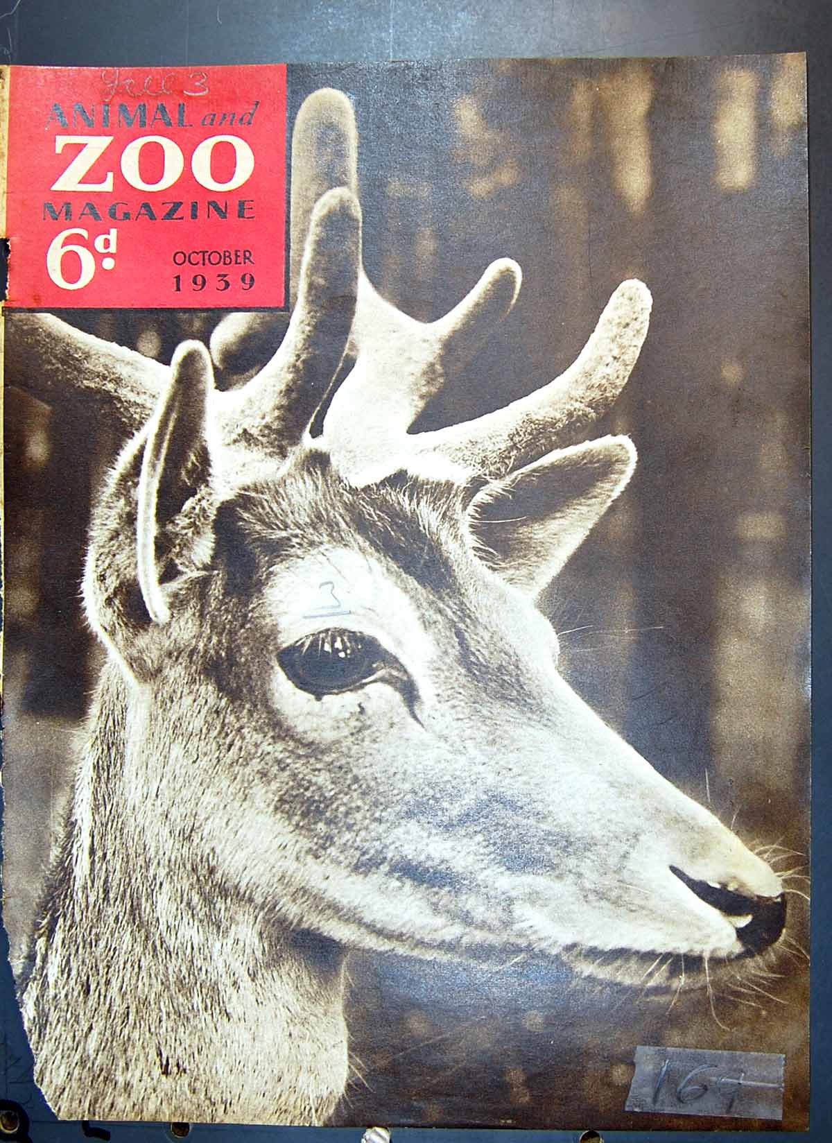 Old Zoo Animals Magazine Capstan Navy Cut Cigarettes Hamish Hamilton