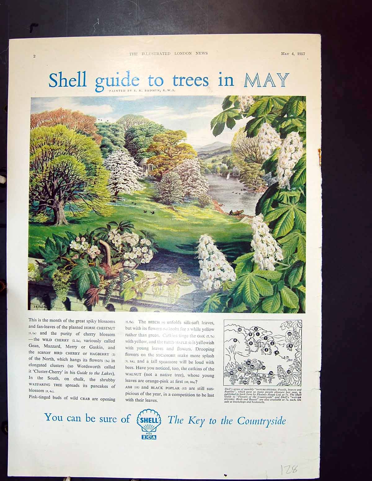 Old Vintage Print Colour 1957 Advertisement Shell May Trees Countryside 20th