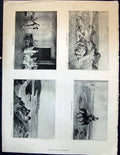Antique Print Art Agriculture Horse Dancing Beach Romance River Boat Sheep