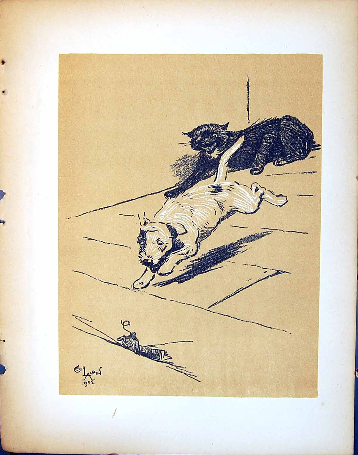 Old Antique Print Dog Chasing Cat Mouse Day Cecil Aldin Pet Animal 1902 20th