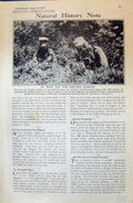 Old Antique Print War Siers Men Gas Masks Poison Gasses 1915 Photograph 20th