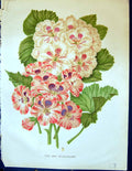 Original Old Antique Print Colour Garden 1878 Flowers Two Pelarconiums Plants