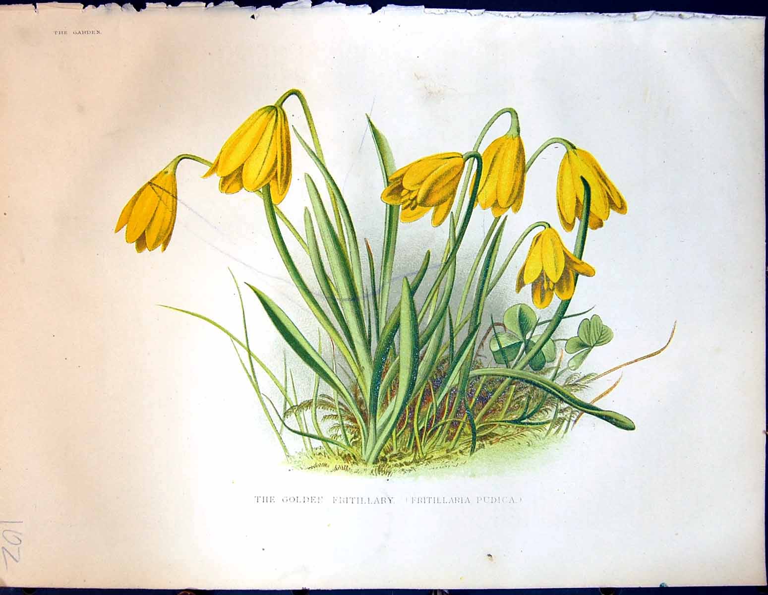 Original Old Antique Print Garden 1878 Gen Fritillary Pudica Yellow Flowers