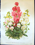 Old Varieties Common Everlasting Pea Lathyrus Latifolius Garden 1878 Victorian