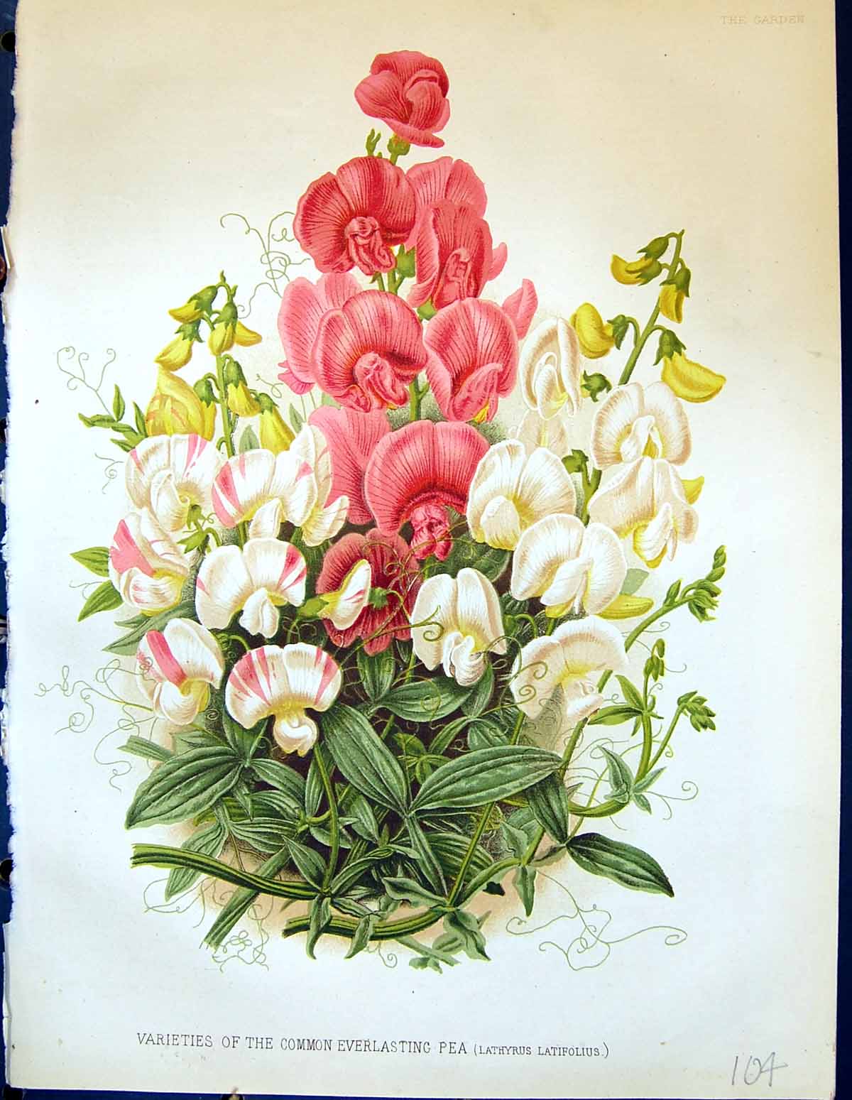 Old Varieties Common Everlasting Pea Lathyrus Latifolius Garden 1878 Victorian