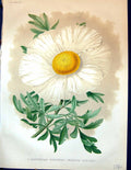 Antique Old Print Californian Poppywort Romneya Coulteri Flowers Garden 1878