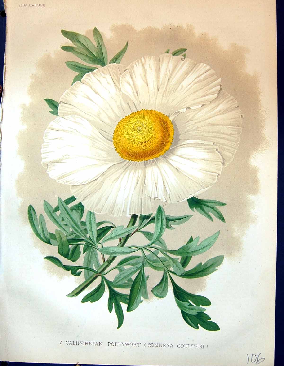Antique Old Print Californian Poppywort Romneya Coulteri Flowers Garden 1878