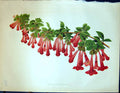 Original Old Antique Print Abelia Floribunda Flowers Colour Garden 1878 19th