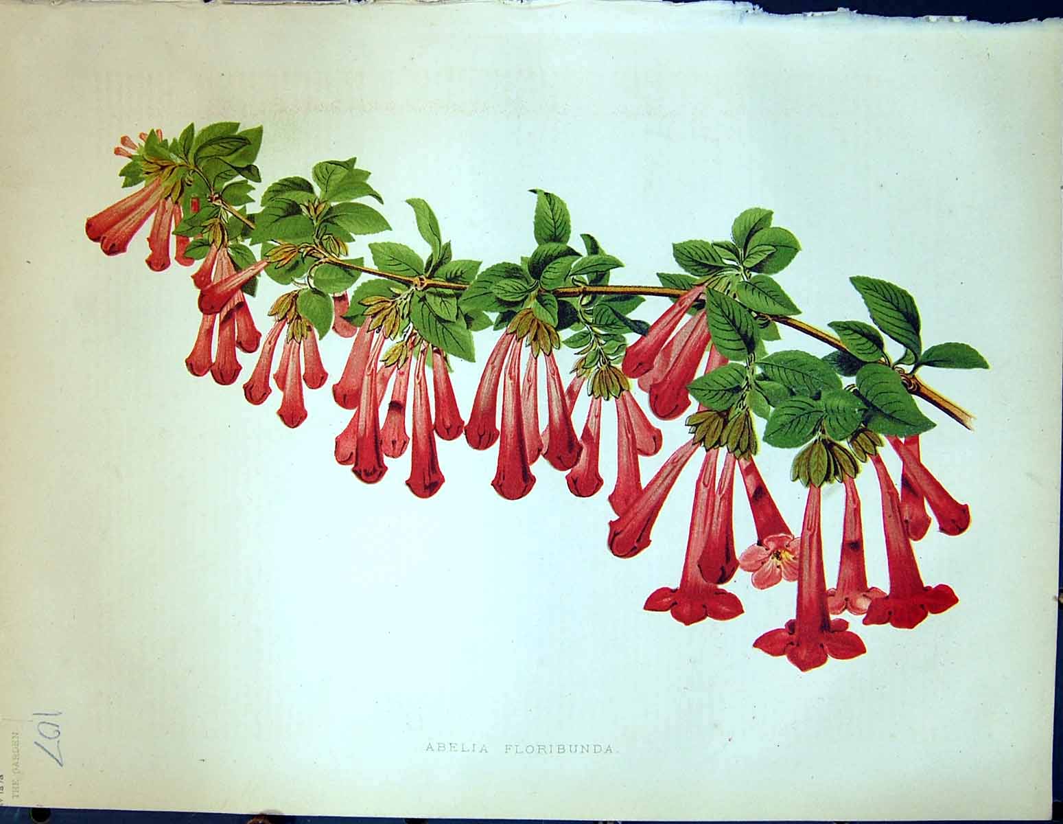 Original Old Antique Print Abelia Floribunda Flowers Colour Garden 1878 19th