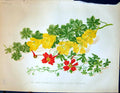 Antique Old Print Hardy Tropaeolums Polyphyllum Speciosum Flowers Garden 1878