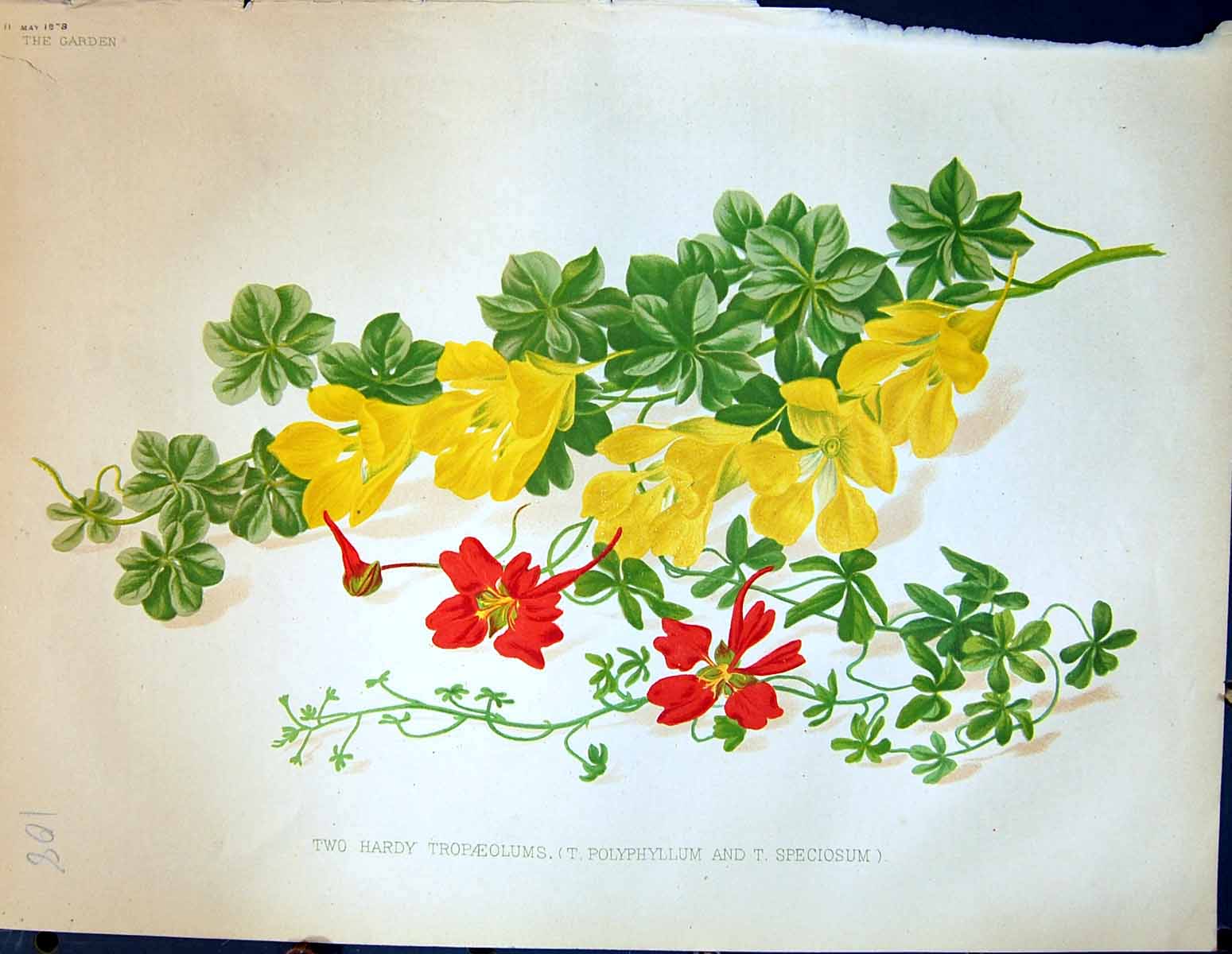 Antique Old Print Hardy Tropaeolums Polyphyllum Speciosum Flowers Garden 1878