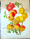 Antique Old Print Maule'S Japan Pear Pyrus Maulei Fruit Flowers Garden 1878